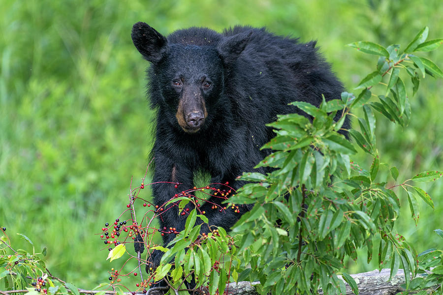 Black bear  looking up from eating Photograph by Dan Friend