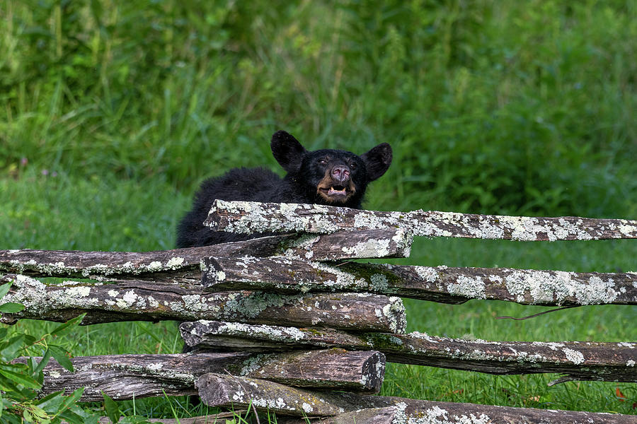 Black bear  making a face at the fence Photograph by Dan Friend