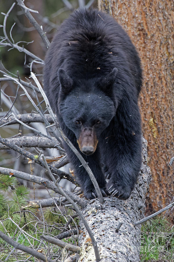 Black Bear Mama Photograph by Natural Focal Point Photography