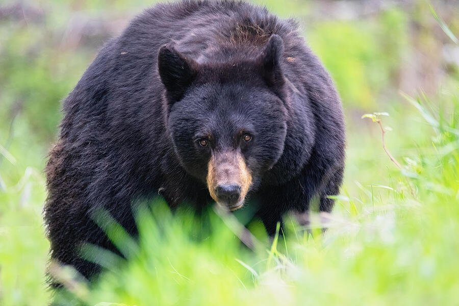 Black Bear Mama Portrait Photograph by Isabella Smedley - Fine Art America