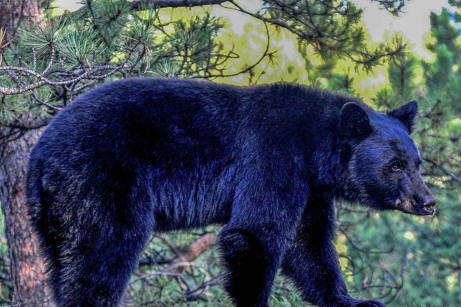 Black Bear Photograph by Marilyn Burton