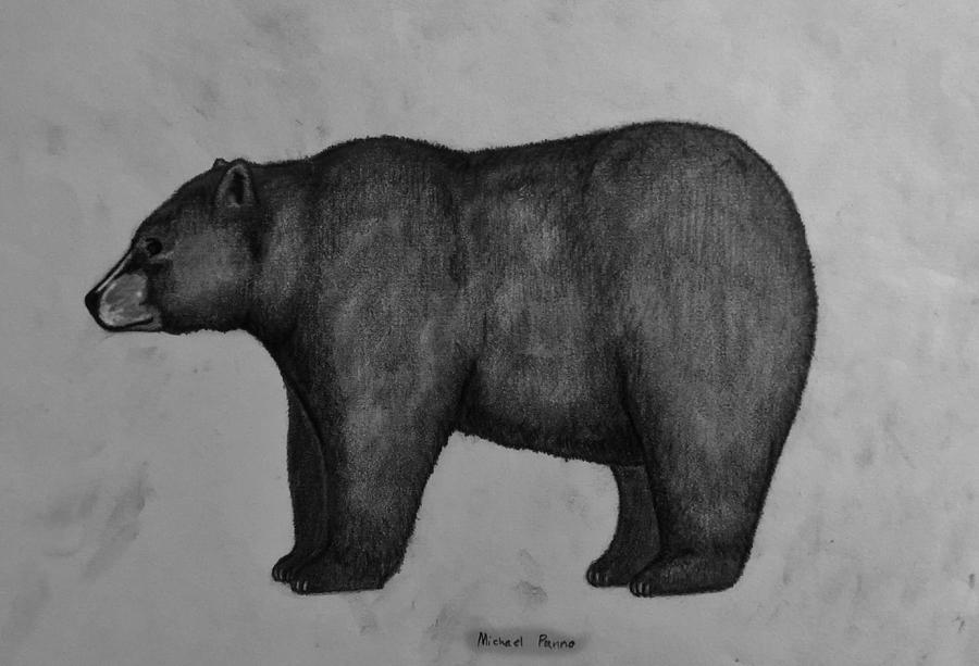 Black Bear Drawing