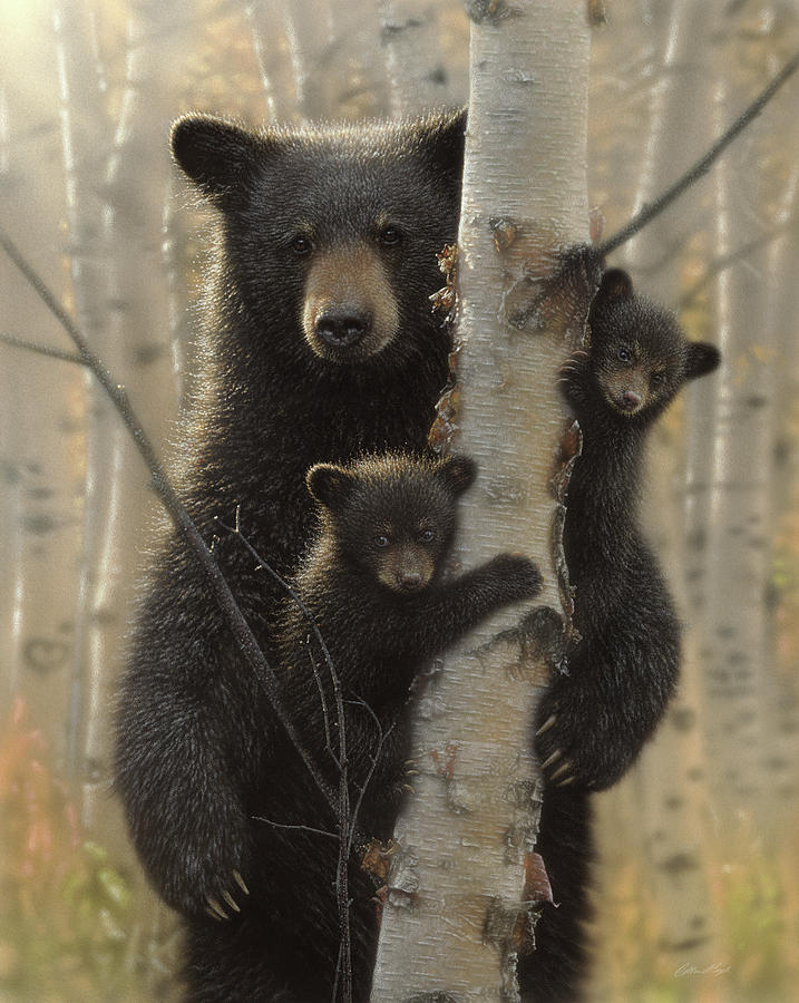 Black Bear Mother and Cubs - Mama Bear Mixed Media by Collin Bogle