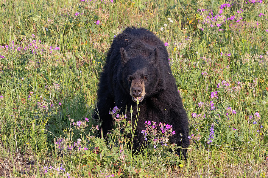 Black Bear Munches on Wildflowers Photograph by Tony Hake