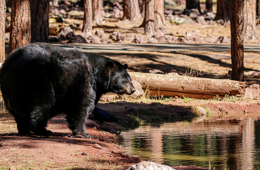 Black Bear near Lake Photograph by Dawn Richards