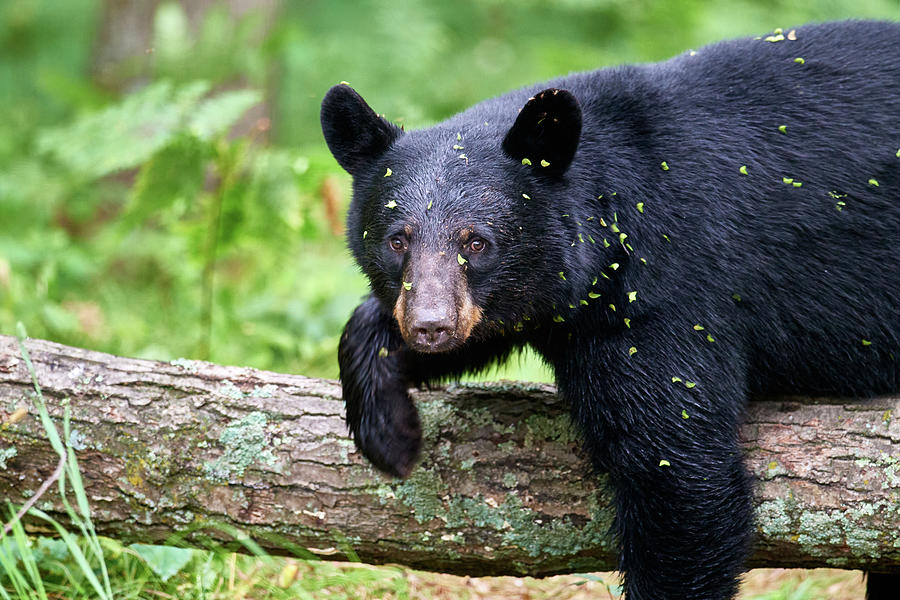 Black Bear on a Log Photograph by Paul Freidlund