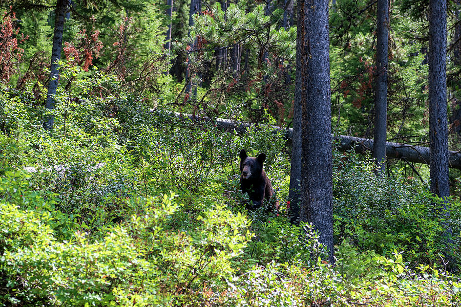 Black Bear on Signal Mountain Photograph by Rose Guinther