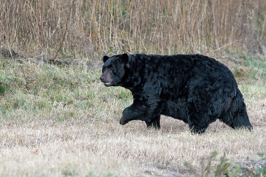 Black Bear On The Move Photograph