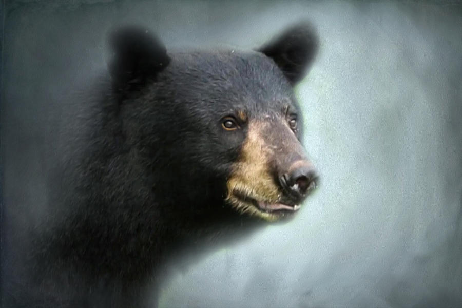 Black Bear Painting Photograph by Sandra Js