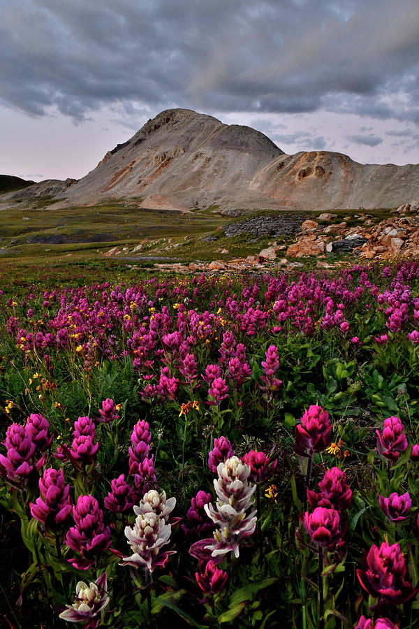 Black Bear Pass Paintbrush Photograph by Ray Mathis