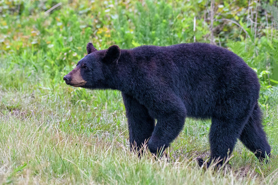 Black Bear Passing Photograph by Fon Denton