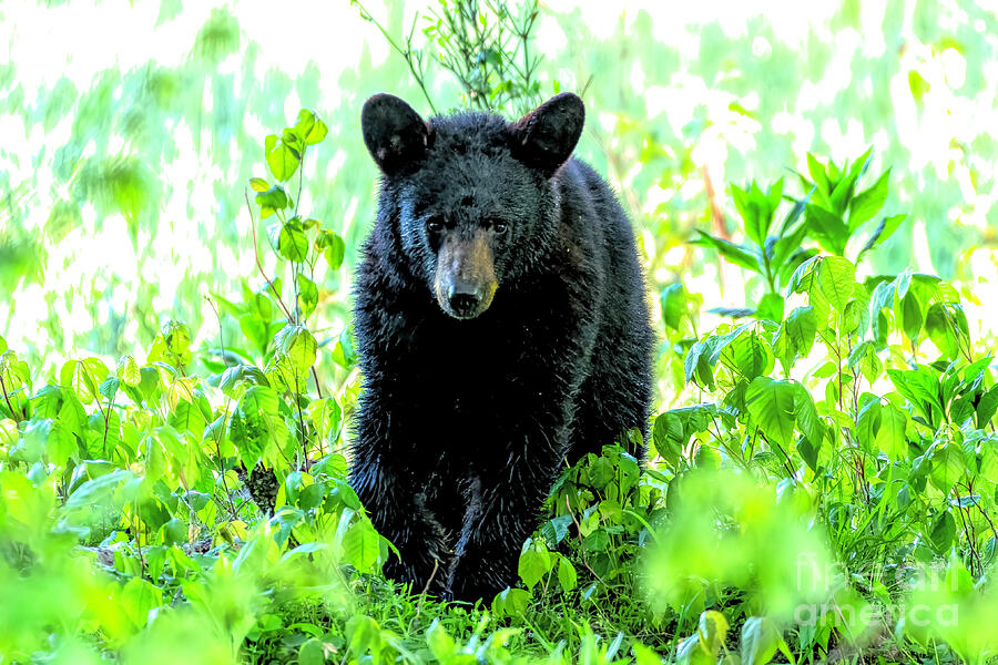 Black Bear Patrol Photograph by Jennifer Jenson - Pixels