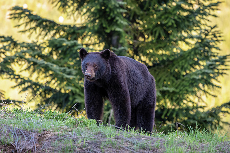 Black Bear Photograph by Pierre Leclerc Photography