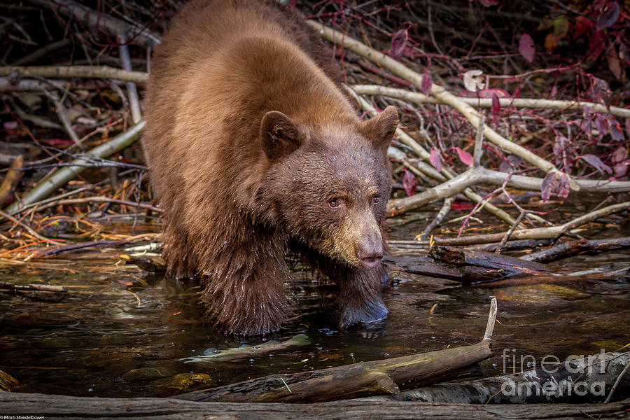 Wildlife Photograph - Black Bear Portrait 25 by Mitch Shindelbower