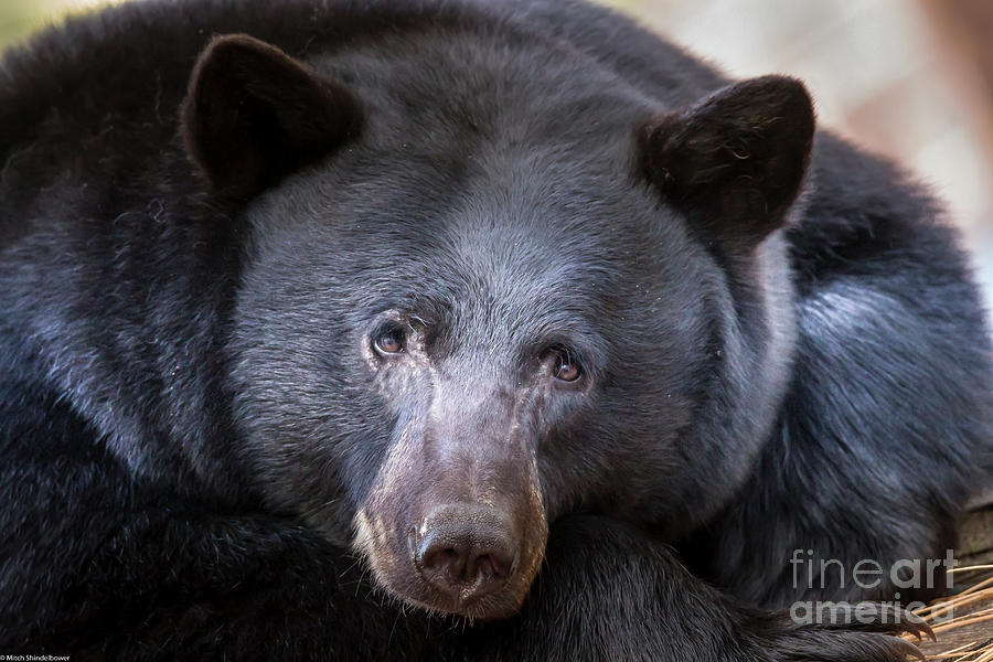 Black Bear portrait 26 Photograph by Mitch Shindelbower