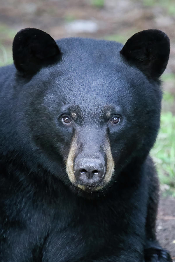 Black Bear Portrait Photograph by Brook Burling