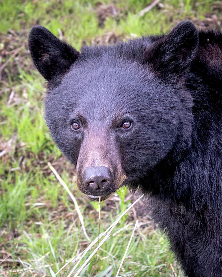 Black Bear Portrait Photograph by Jack Bell