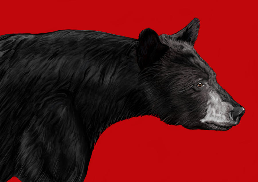 Black Bear Portrait Mixed Media by Judy Cuddehe
