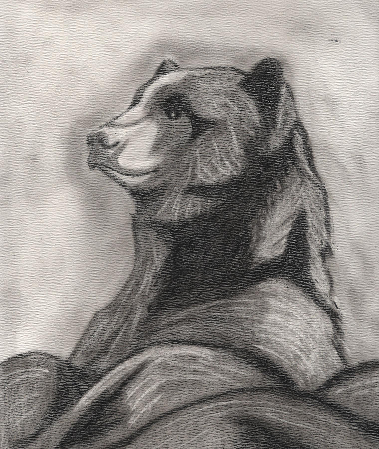 Black Bear Portrait Drawing