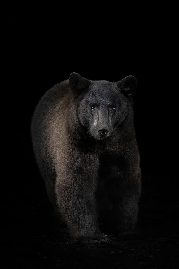 Black Bear Portrait Photograph by Randy Robbins
