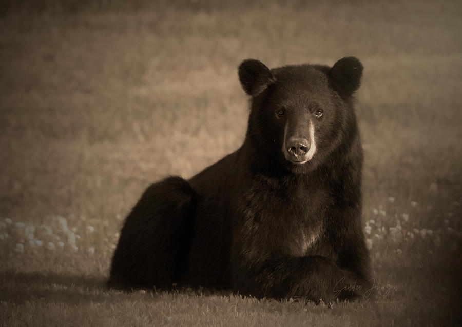 Black Bear Portrait Photograph by Sandra Js