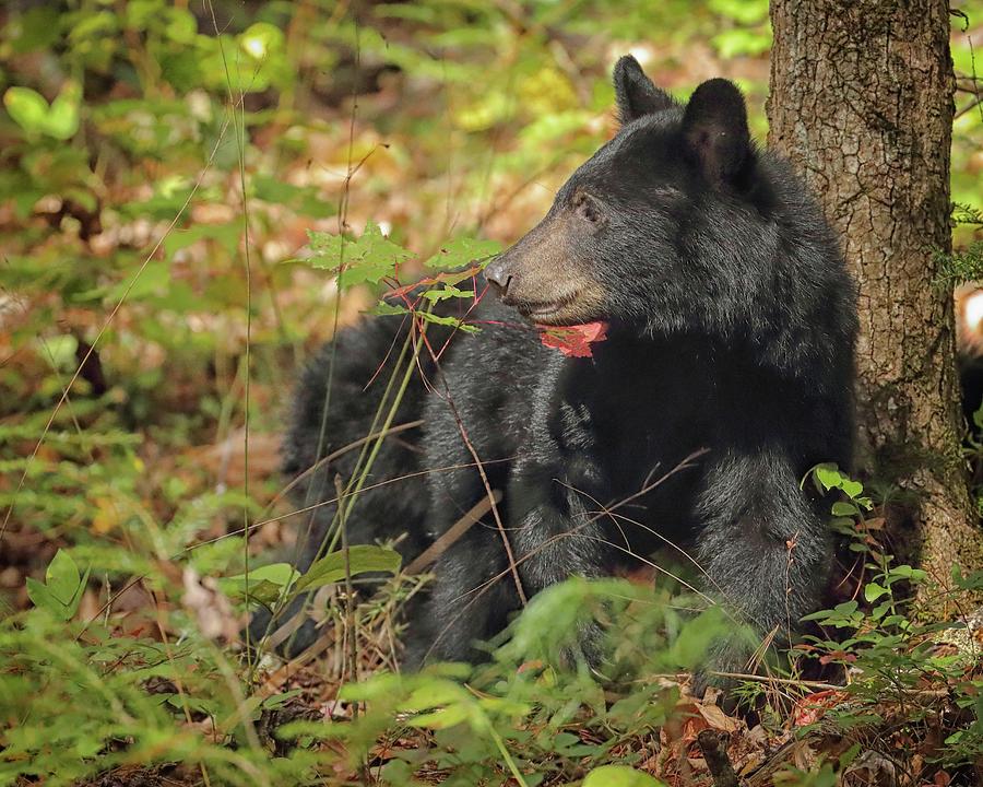 Black Bear profile Photograph by Coby Cooper