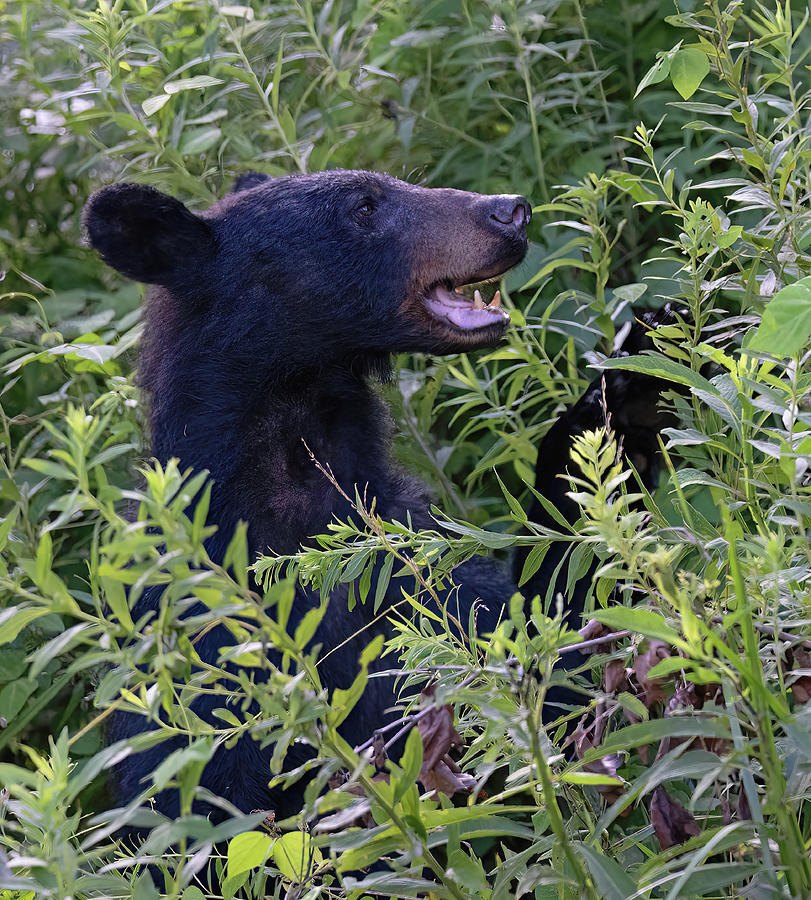 Black Bear Profile Photograph by Gina Fitzhugh