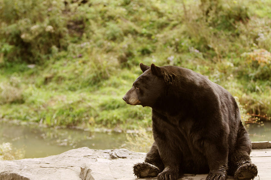 Black Bear Resting on Rocks ( shallow depth of field) Photograph by Bjmc