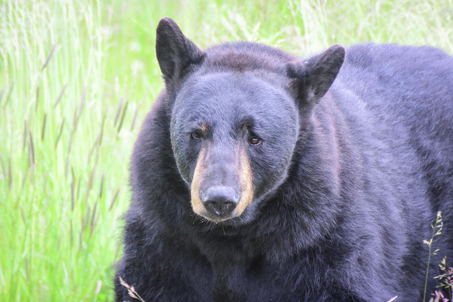 Black Bear Roaming Photograph by Ed Stokes