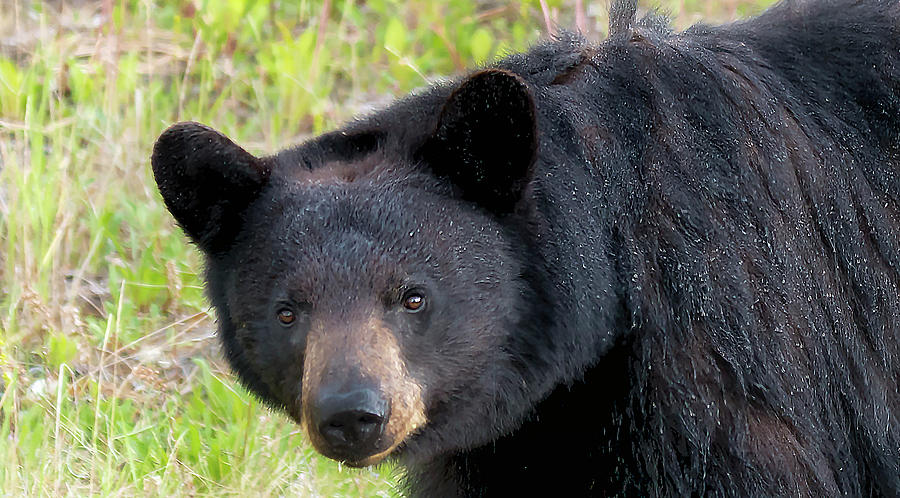 Black Bear Photograph by Robert Libby