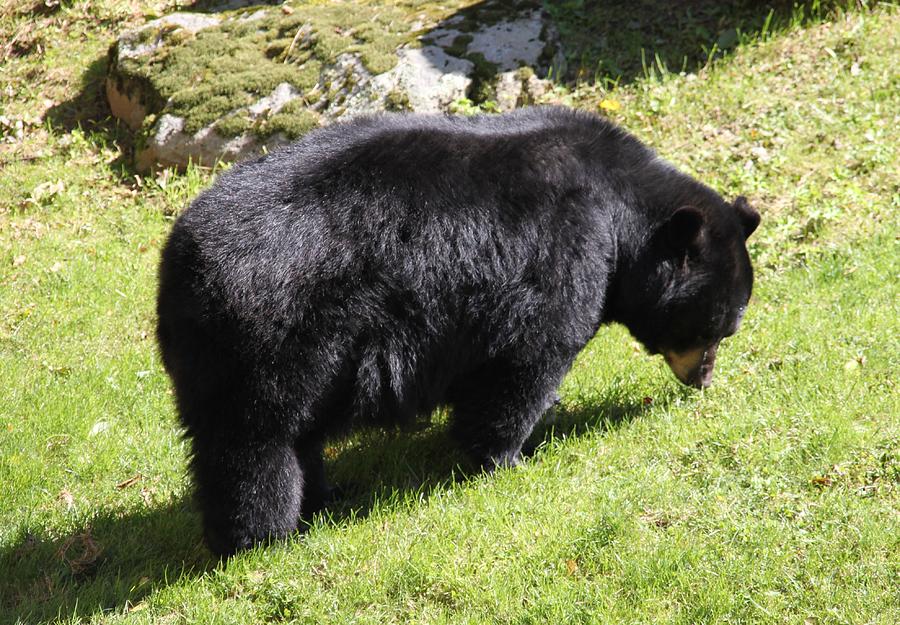 Black Bear Pyrography by Sally Coe