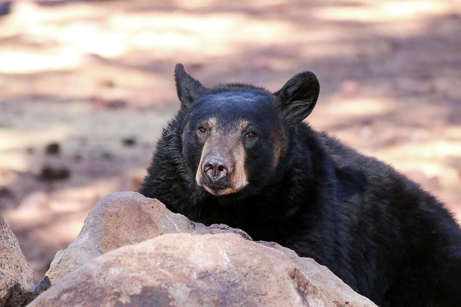 Black Bear sitting by Rock Photograph by Dawn Richards