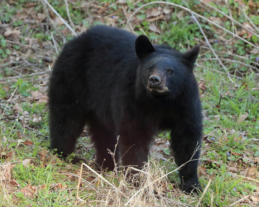 Black Bear sniffing Photograph by Coby Cooper