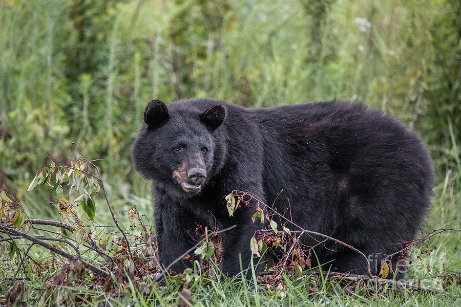 Black Bear Sow On Hyatt Lane Photograph by Brenda Gilbert - Fine Art ...