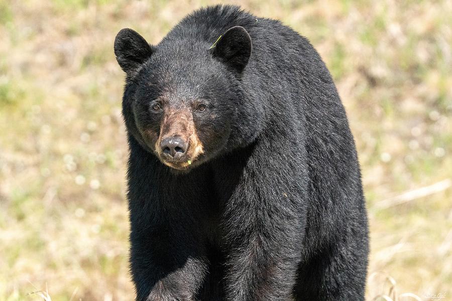 Black Bear BC Photograph by Stacy Ogle - Fine Art America