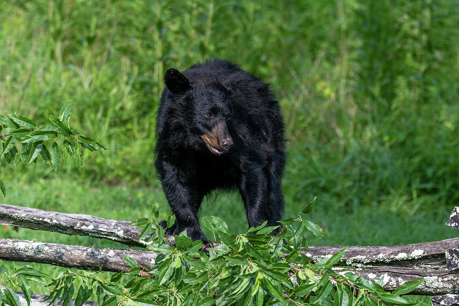 Black bear standing on the fence Photograph by Dan Friend Black bear standing on the fence Photograph by Dan Friend