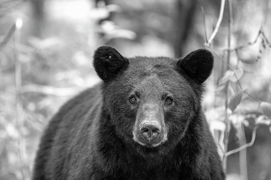 Black bear staring straight ahead    BW  Photograph by Dan Friend