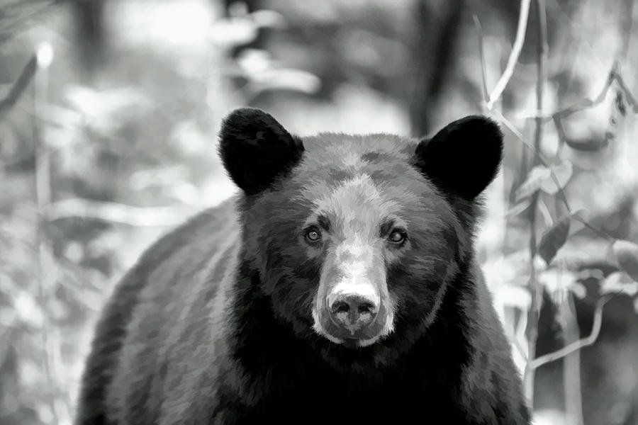 Black bear staring straight ahead    BW paintography Photograph by Dan Friend