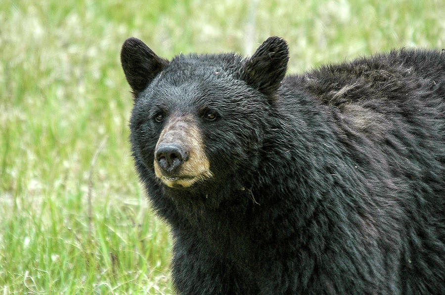 Black Bear Photograph by Steve Stuller