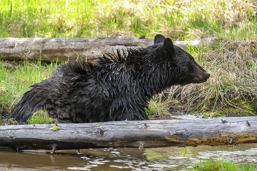 Nature Photograph - Black bear Swimming by Paul Freidlund