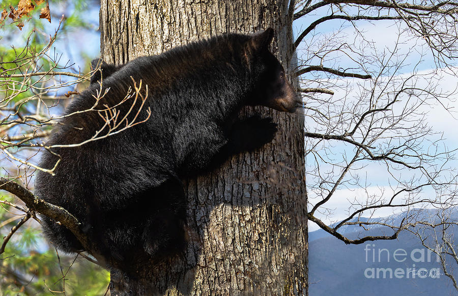 Black Bear Taking Higher Ground Photograph by Theresa D Williams