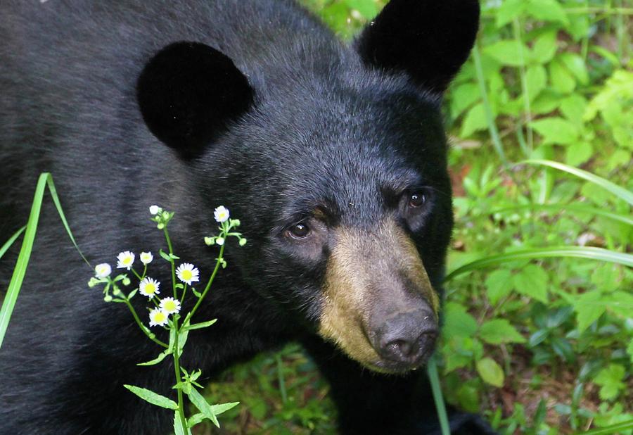 Black Bear Photograph by Tammy Schneider