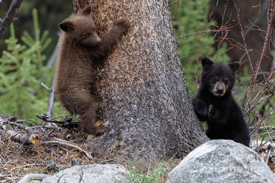 Black Bear Tree Cubs Photograph by Natural Focal Point Photography