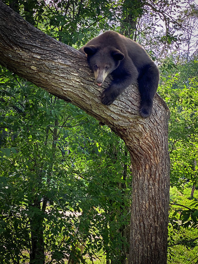 Black Bear Tree Hugger Photograph by Patti Deters - Pixels