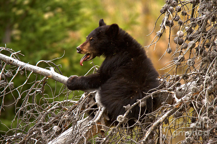 Black Bear Tree Top Yawn Photograph by Adam Jewell