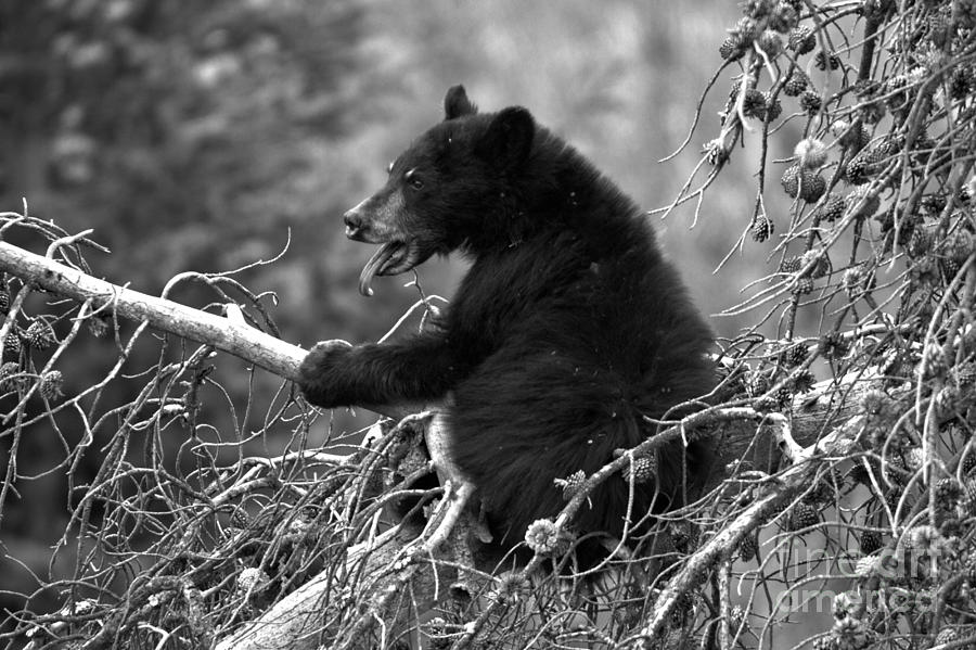 Black Bear Tree Top Yawn Black And White Photograph by Adam Jewell