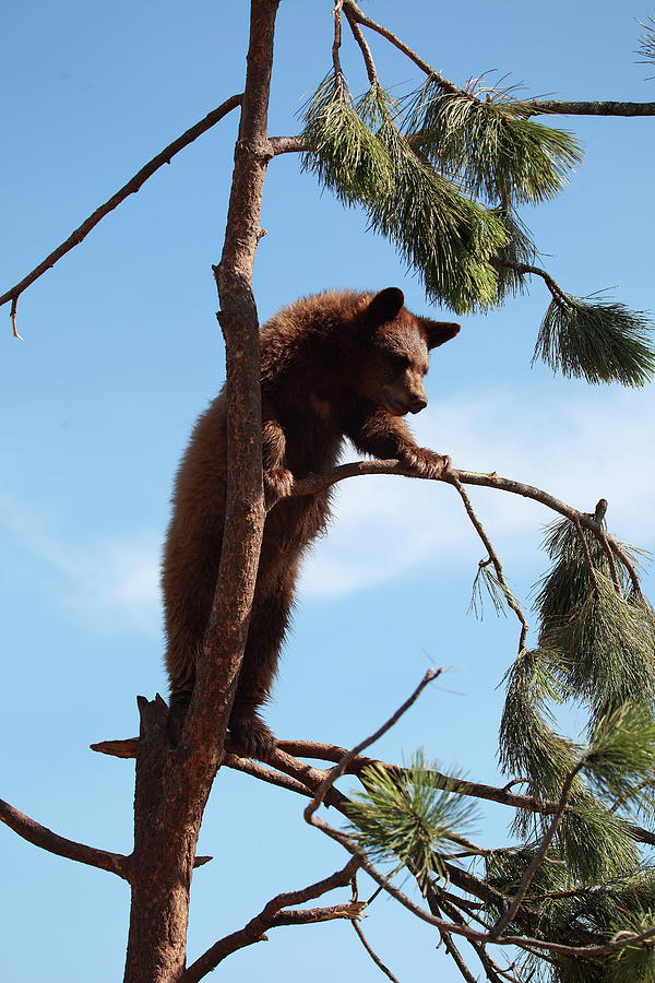 Black Bear up a tree Photograph by M Mumford - Pixels