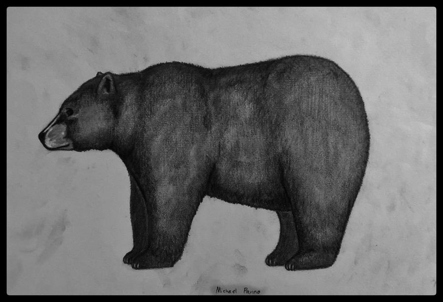 Black Bear W/ Border Drawing