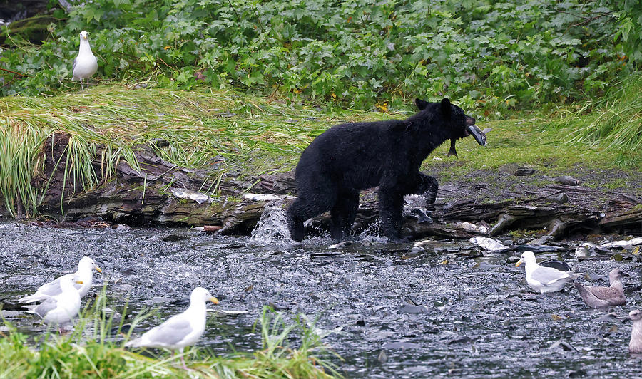 Black Bear with Salmon Photograph by Cheryl Strahl