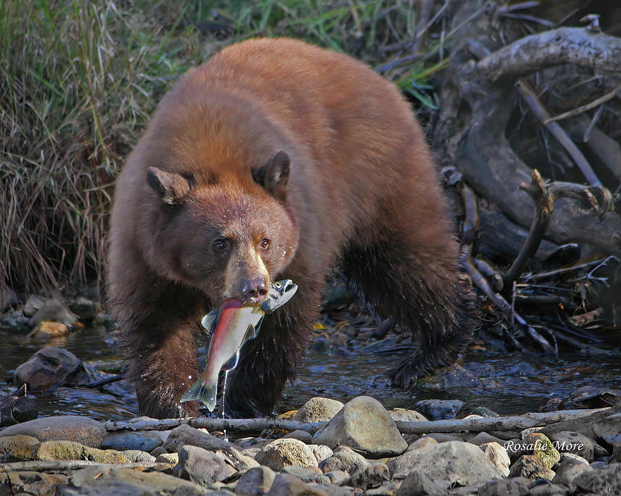 Black Bear With Salmon Photograph by Rosalie More - Fine Art America